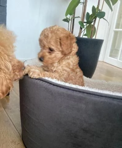Regala cuccioli di Barboncino | Foto 1