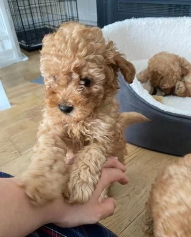 Regala cuccioli di Barboncino | Foto 0
