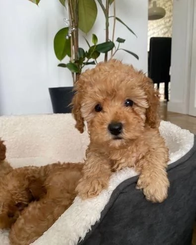 Regala cuccioli di Barboncino