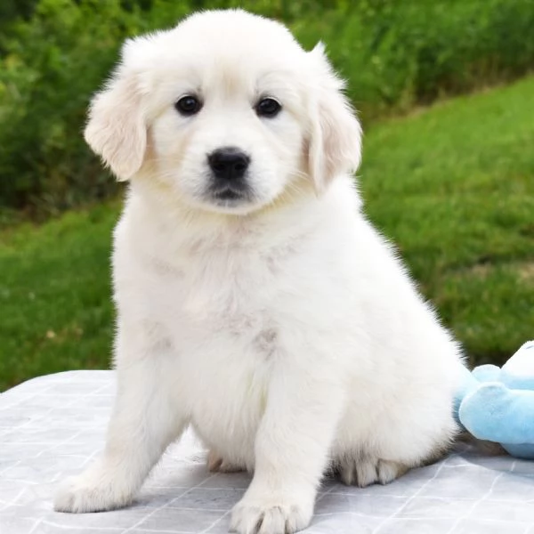 Cuccioli di Golden Retriever | Foto 2
