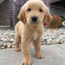 Cuccioli di Golden Retriever | Foto 1