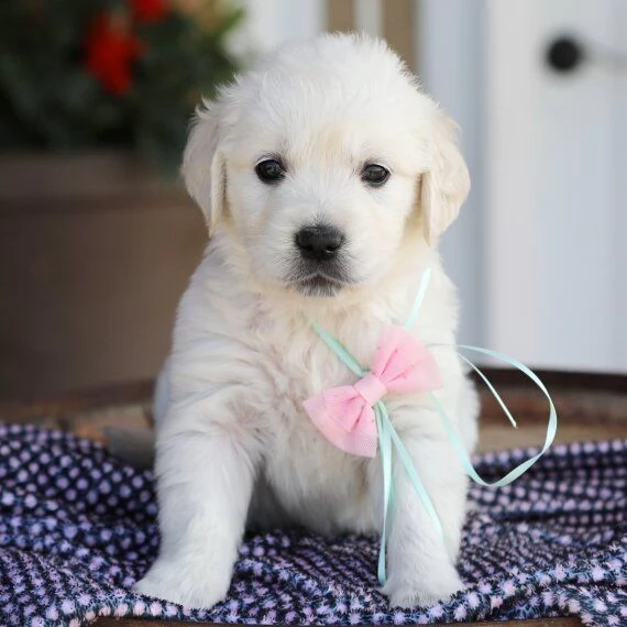 Cuccioli di Golden Retriever