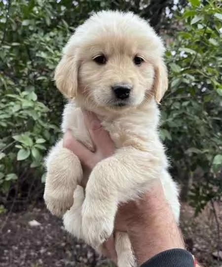 Cuccioli di Golden Retriever | Foto 0