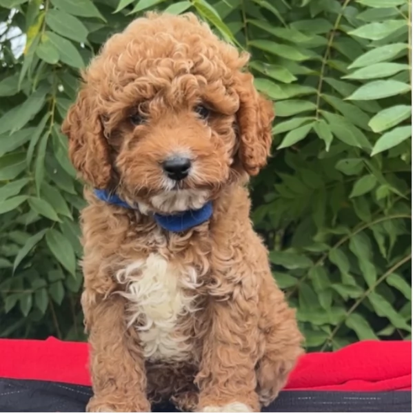 Cuccioli di Apricot F1 Mini Cavoodle