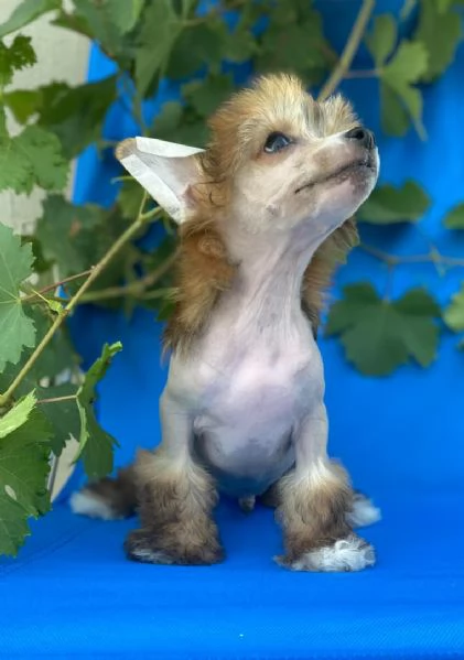 Crestato cinese cuccioli | Foto 6