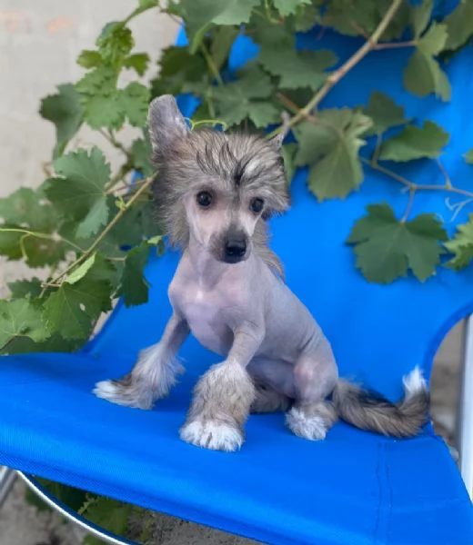Crestato cinese cuccioli | Foto 4
