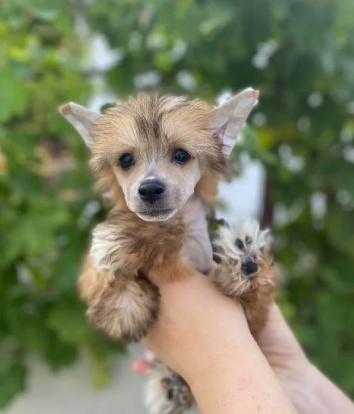 Crestato cinese cuccioli