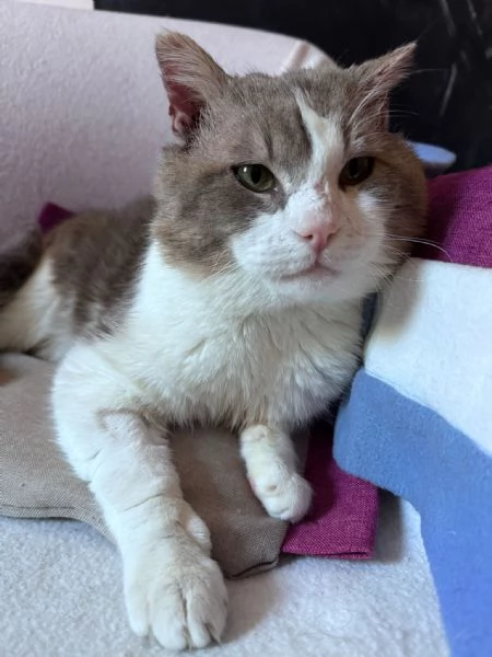MICIO  gattino di 3 anni | Foto 1