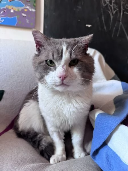 MICIO  gattino di 3 anni | Foto 0