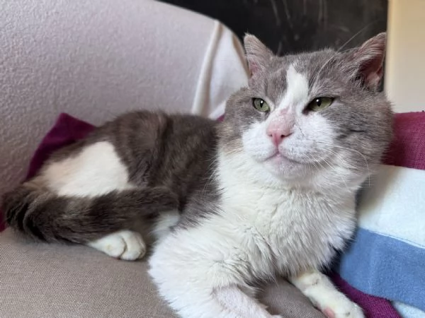 MICIO  gattino di 3 anni