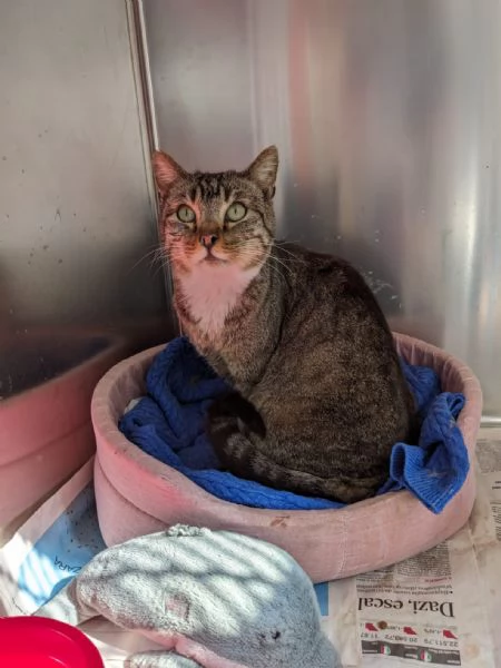 CALZINO  gattino di 3 anni | Foto 3