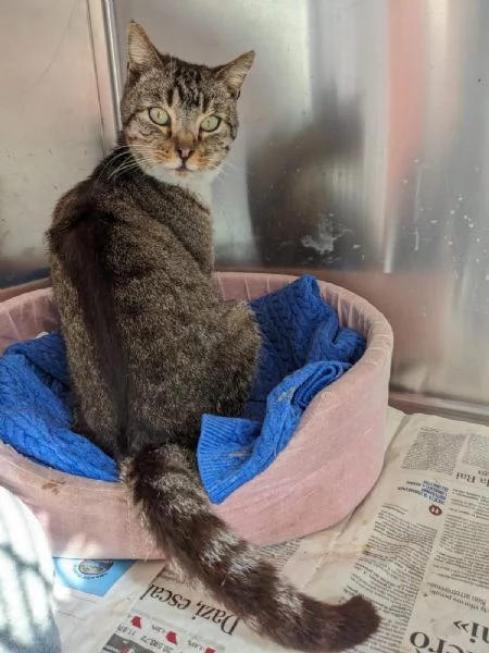 CALZINO  gattino di 3 anni | Foto 2
