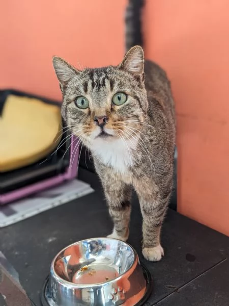 CALZINO  gattino di 3 anni | Foto 0