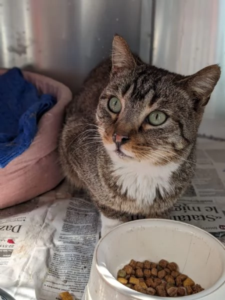 CALZINO  gattino di 3 anni