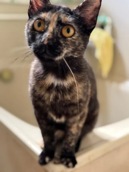STREGA  gattina tartarugata di 10 mesi | Foto 0