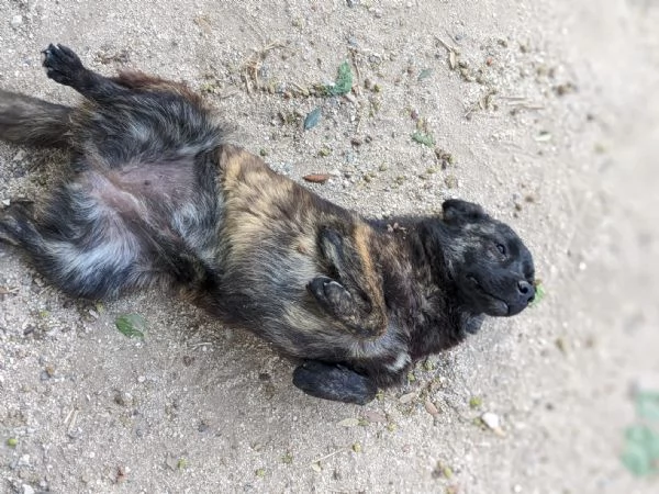 FIONA  cucciola di 11 mesi  taglia media | Foto 4