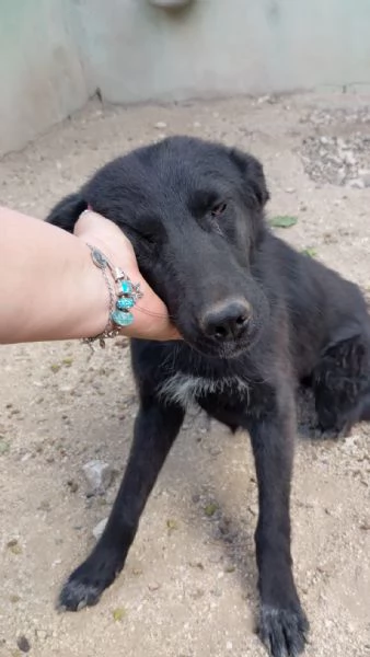 SERENA  cagnolina di 1 anno  taglia media | Foto 4