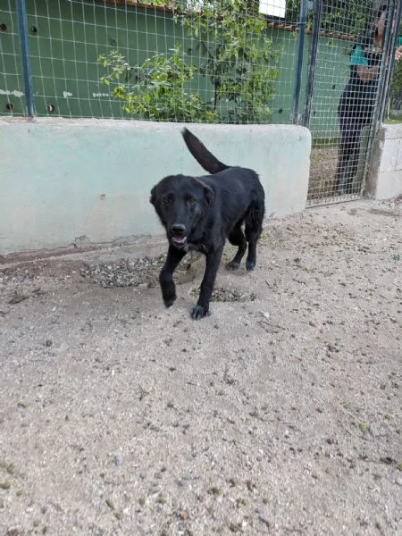 SERENA  cagnolina di 1 anno  taglia media
