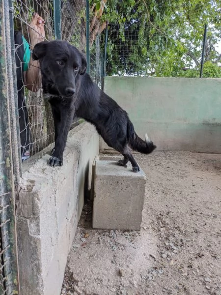 SERENA  cagnolina di 1 anno  taglia media | Foto 3