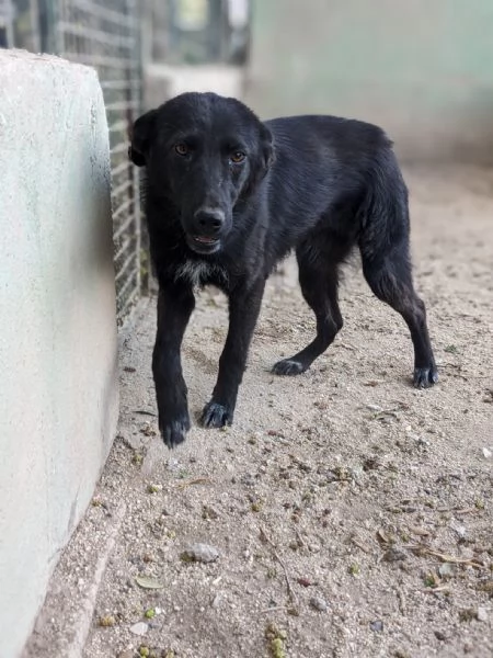 SERENA  cagnolina di 1 anno  taglia media | Foto 1