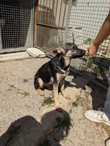 PRISCILLA  cucciola di 6 mesi | Foto 4