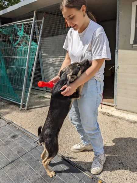 PRISCILLA  cucciola di 6 mesi | Foto 3