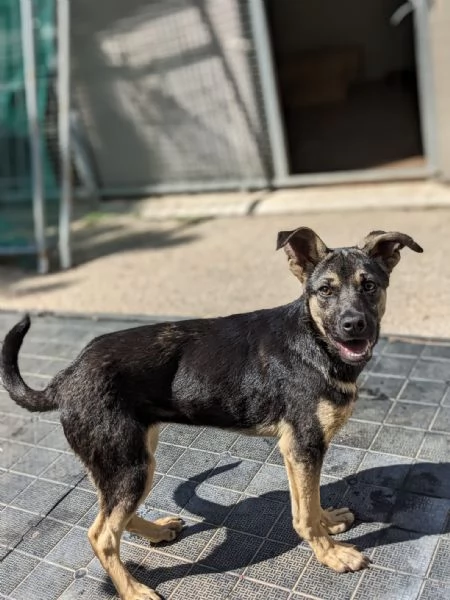 PRISCILLA  cucciola di 6 mesi | Foto 0