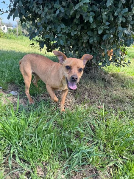 ELSA  cagnolina simil pinscher di 1 anno e mezzo | Foto 4