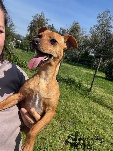ELSA  cagnolina simil pinscher di 1 anno e mezzo | Foto 3