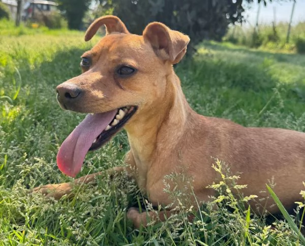 ELSA  cagnolina simil pinscher di 1 anno e mezzo