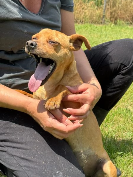 ELSA  cagnolina simil pinscher di 1 anno e mezzo | Foto 1