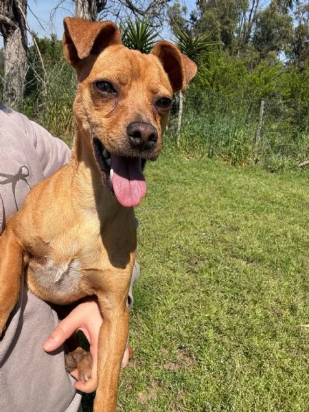 ELSA  cagnolina simil pinscher di 1 anno e mezzo | Foto 0