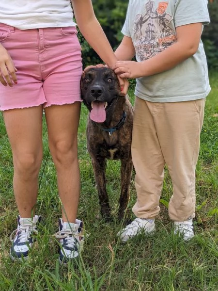 BEAR  cane di 2 anni e mezzo | Foto 4