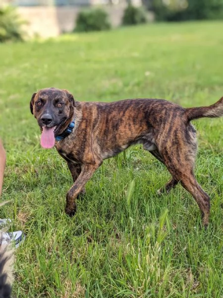 BEAR  cane di 2 anni e mezzo