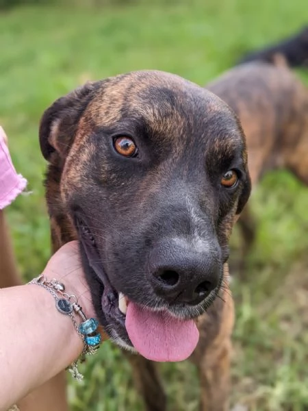BEAR  cane di 2 anni e mezzo | Foto 3