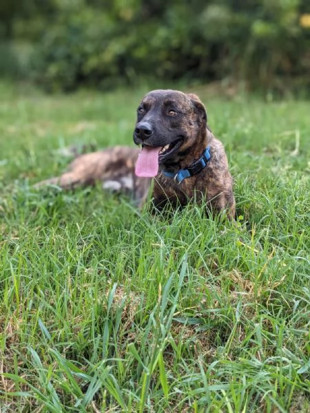 BEAR  cane di 2 anni e mezzo | Foto 1