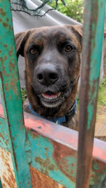 BEAR  cane di 2 anni e mezzo | Foto 0
