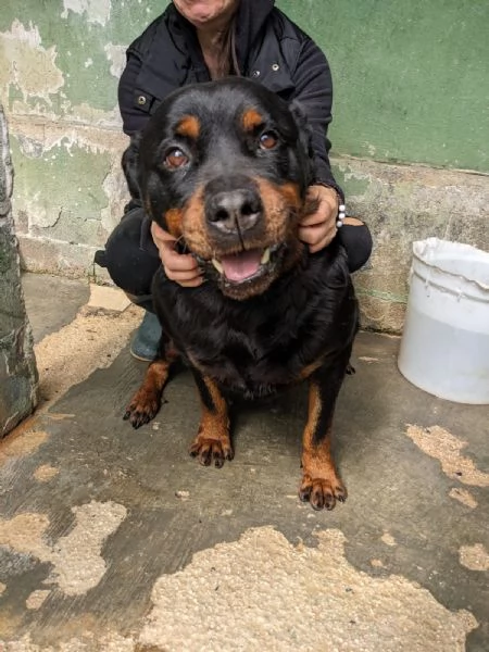 COSTANZA  rottweiler di 7 anni | Foto 5
