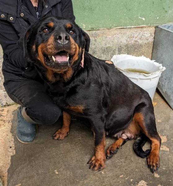 COSTANZA  rottweiler di 7 anni