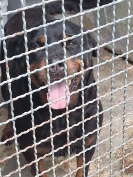 COSTANZA  rottweiler di 7 anni | Foto 4