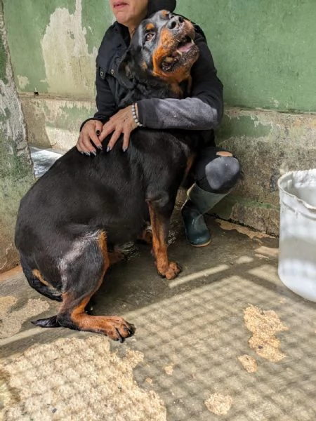 COSTANZA  rottweiler di 7 anni | Foto 3