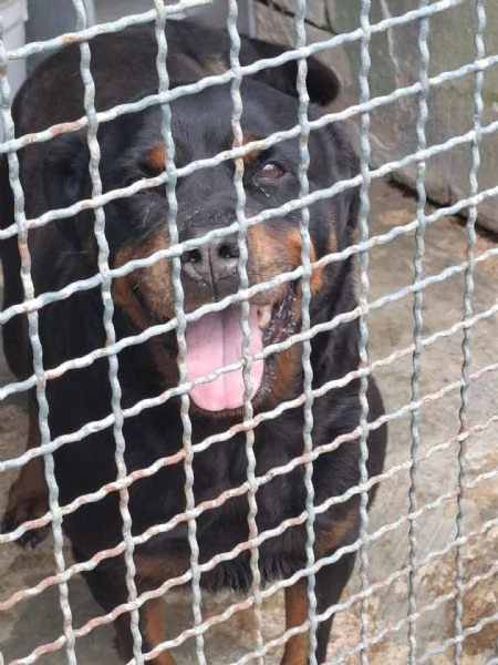 COSTANZA  rottweiler di 7 anni | Foto 2