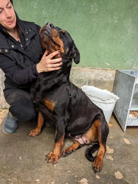 COSTANZA  rottweiler di 7 anni | Foto 1