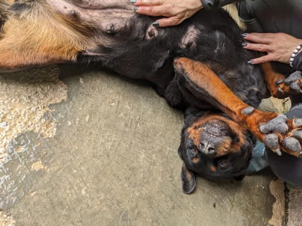 COSTANZA  rottweiler di 7 anni | Foto 0