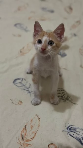 LUCIO  gattino di 2 mesi | Foto 4