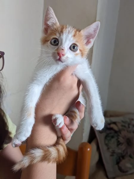 ARTU  gattino di 2 mesi | Foto 4