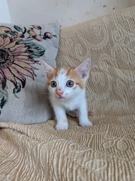 ARTU  gattino di 2 mesi | Foto 2