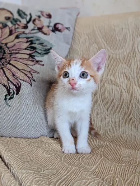 ARTU  gattino di 2 mesi | Foto 0