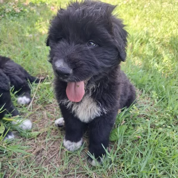 BIAGIO  cucciolo di 2 mesi  futura taglia grande | Foto 2