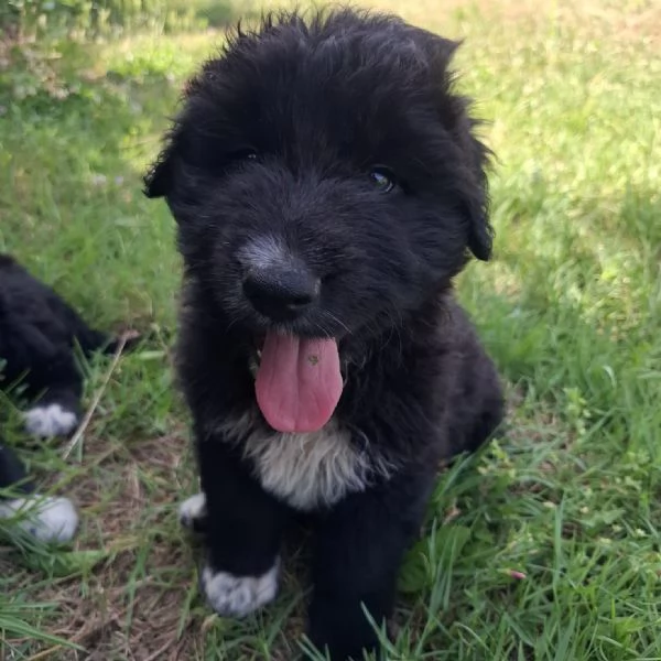 BIAGIO  cucciolo di 2 mesi  futura taglia grande | Foto 1
